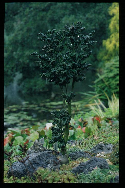 Fraxinus excelsior 'Crispa'