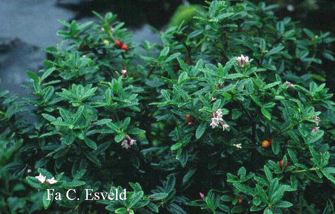 Daphne tangutica