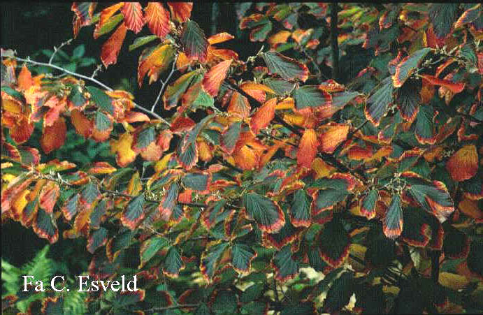 Hamamelis intermedia 'Arnold Promise'