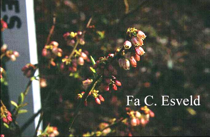 Vaccinium myrtilloides