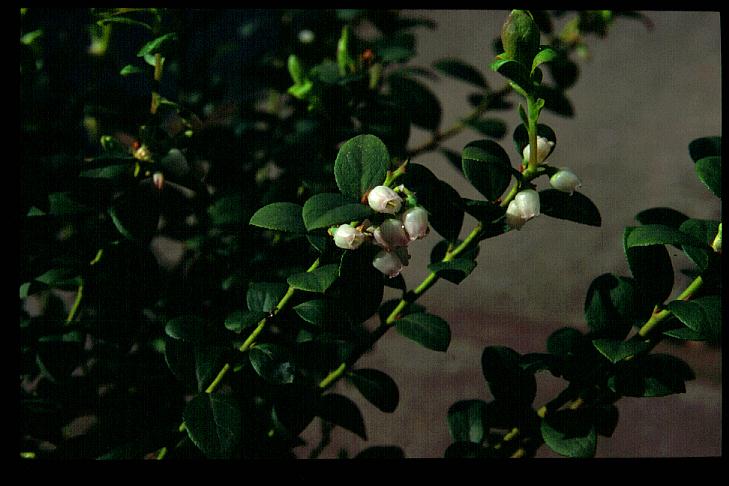 Vaccinium floribundum