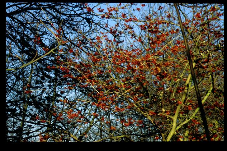 Hamamelis intermedia 'Diane'