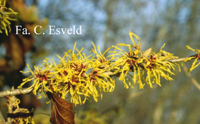 Hamamelis mollis 'Fred Chittenden' (=Pallida)