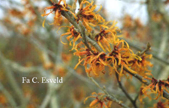 Hamamelis intermedia 'Jelena'