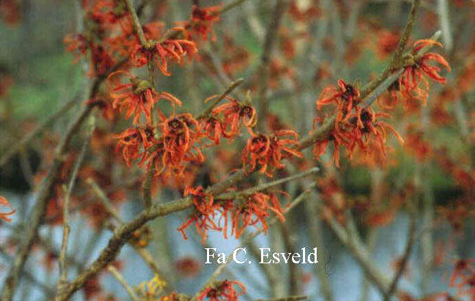 Hamamelis intermedia 'Ruby Glow'