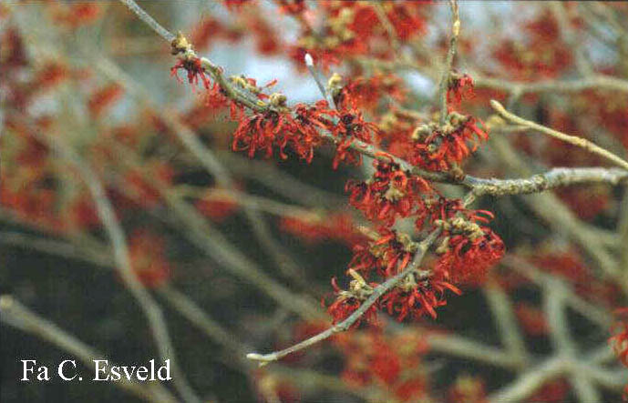 Hamamelis intermedia 'Diane'