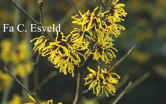 Hamamelis intermedia 'Advent'