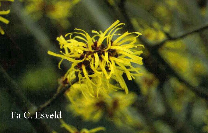 Hamamelis mollis 'Boskoop'