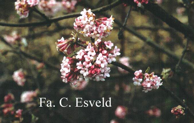 Viburnum bodnantense 'Dawn'