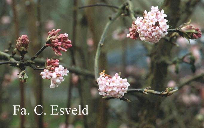 Viburnum bodnantense 'Dawn'