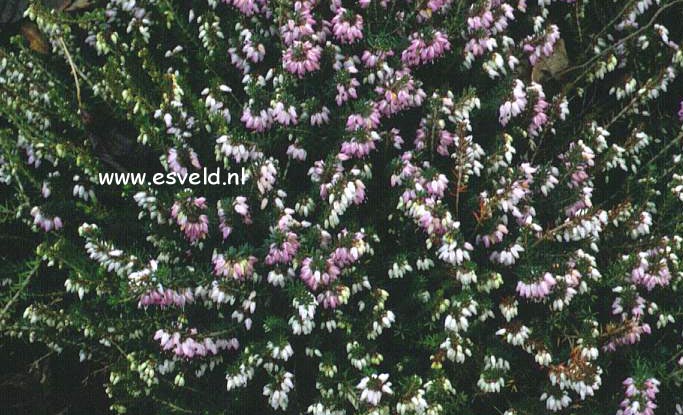 Erica carnea 'December Red'