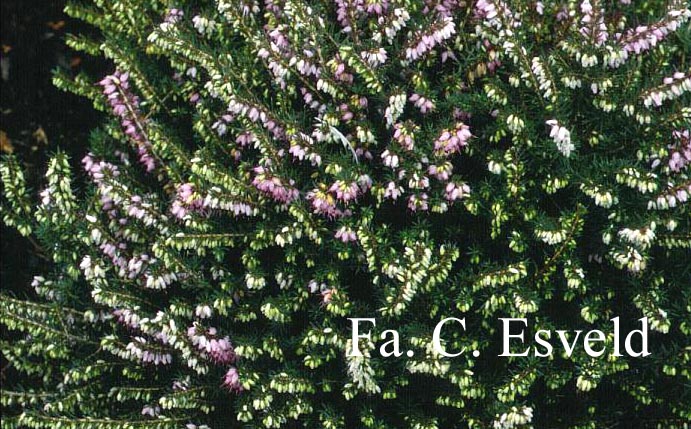 Erica darleyensis 'J.W. Porter'