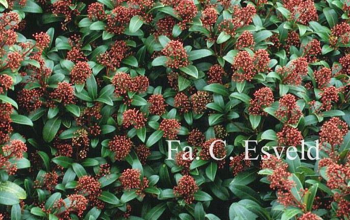 Skimmia japonica 'Rubinetta'