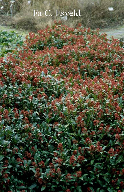 Skimmia japonica 'Rubinetta'