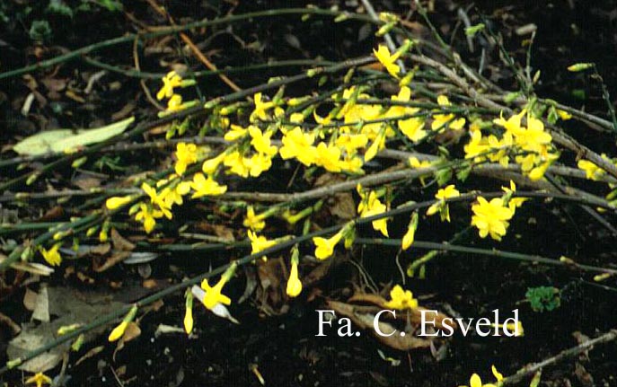 Jasminum nudiflorum