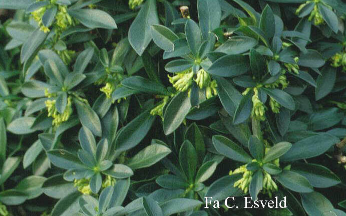 Daphne laureola philippii