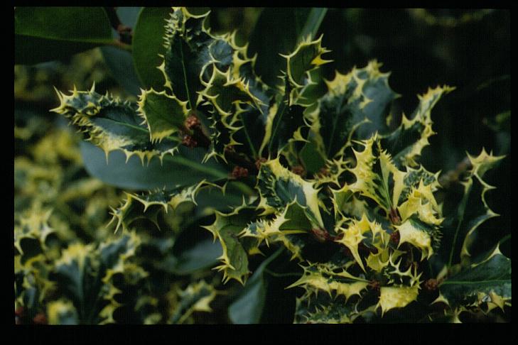 Ilex aquifolium 'Ferox Argentea'