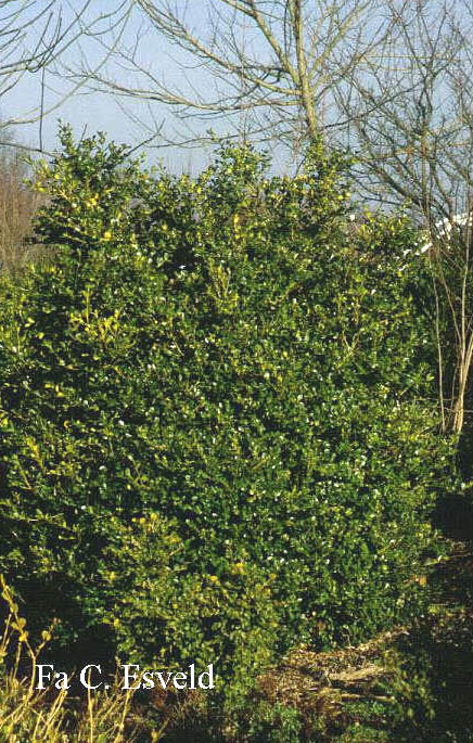 Buxus microphylla 'Belvedere'