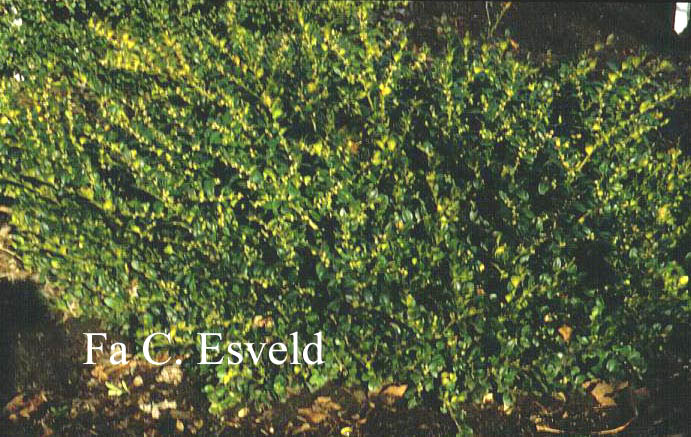 Buxus sempervirens