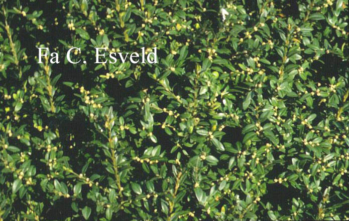 Buxus sempervirens