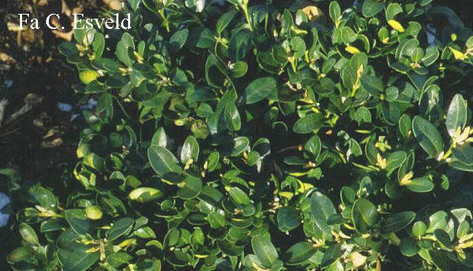 Buxus sempervirens 'Emir'