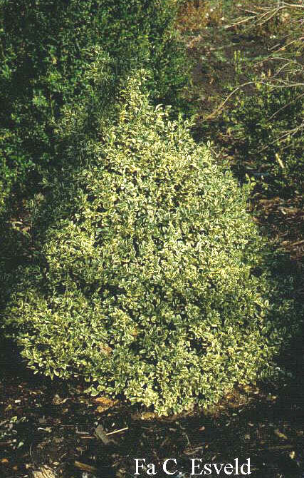 Buxus sempervirens 'Elegantissima'