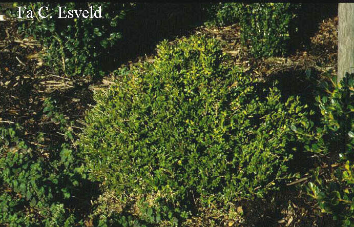 Buxus microphylla 'Korean Compact'