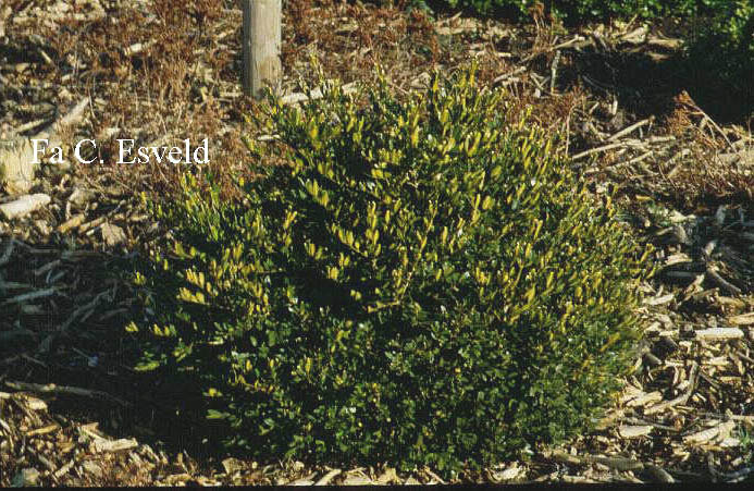 Buxus sinica 'Cushion'