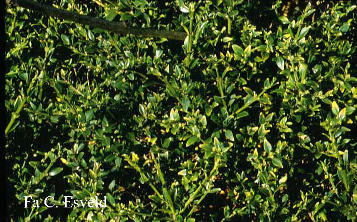 Buxus sempervirens 'Myosotifolia'