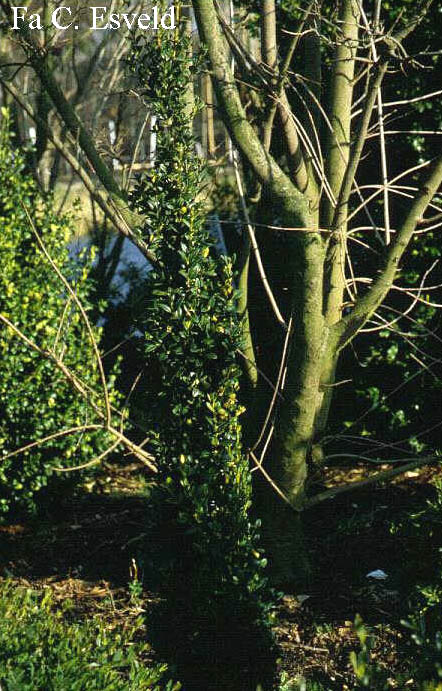 Buxus sempervirens 'Graham Blandy'