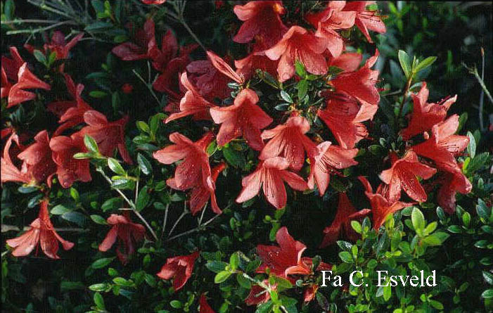 Rhododendron nakaharae 'Exbury Orange'