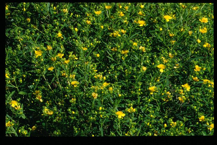 Hypericum kalmianum 'Gemo'