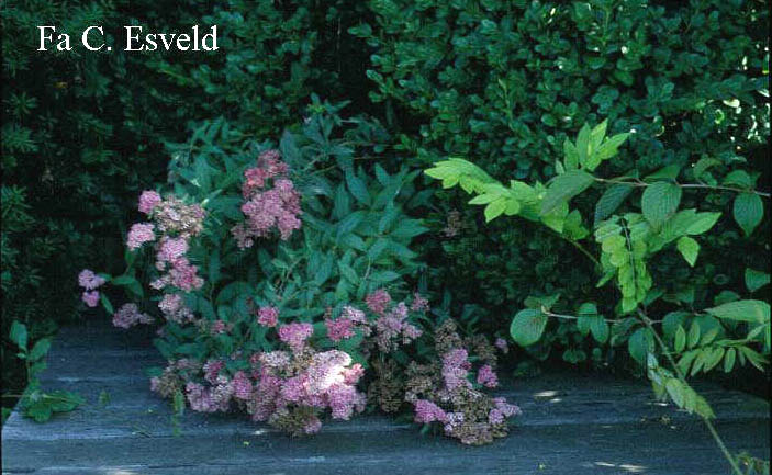 Spiraea japonica 'Anthony Waterer'