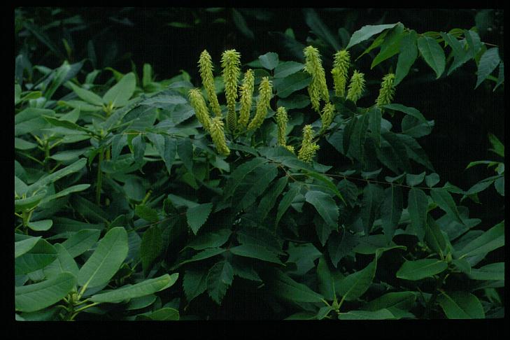 Platycarya strobilacea