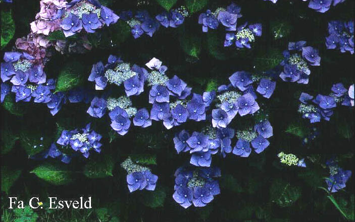 Hydrangea macrophylla 'Blaumeise' (syn.'Blue Sky')