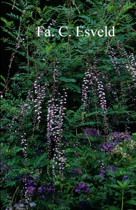 Indigofera pendula