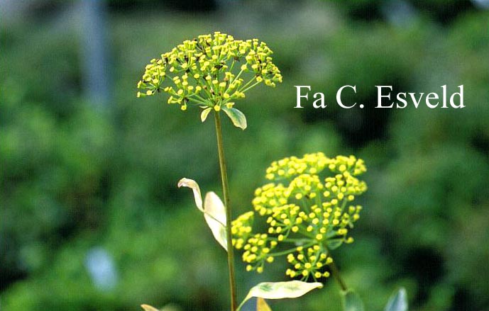 Bupleurum fruticosum