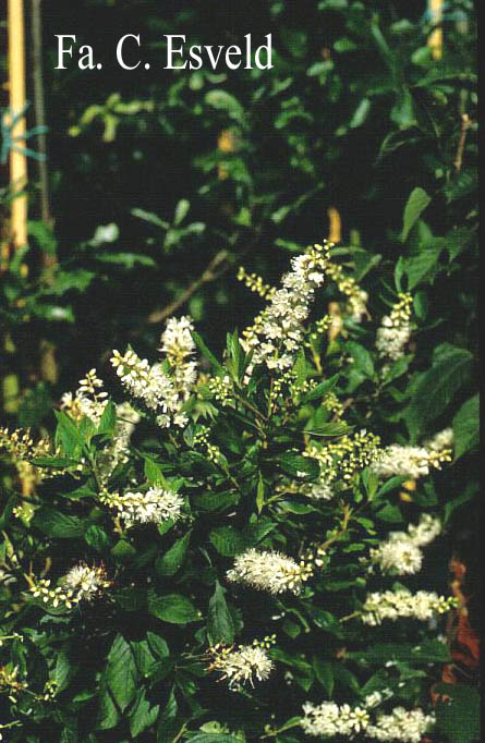 Clethra acuminata