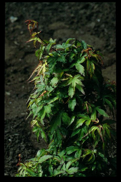 Acer palmatum 'Diana'