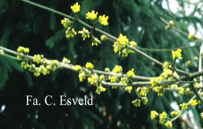 Cornus officinalis