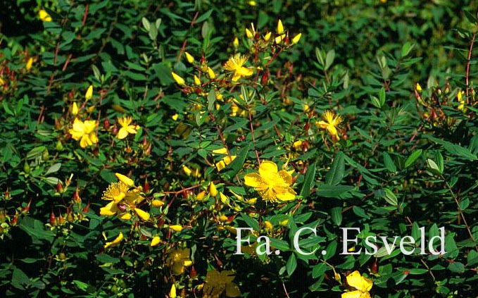 Hypericum kouytchense