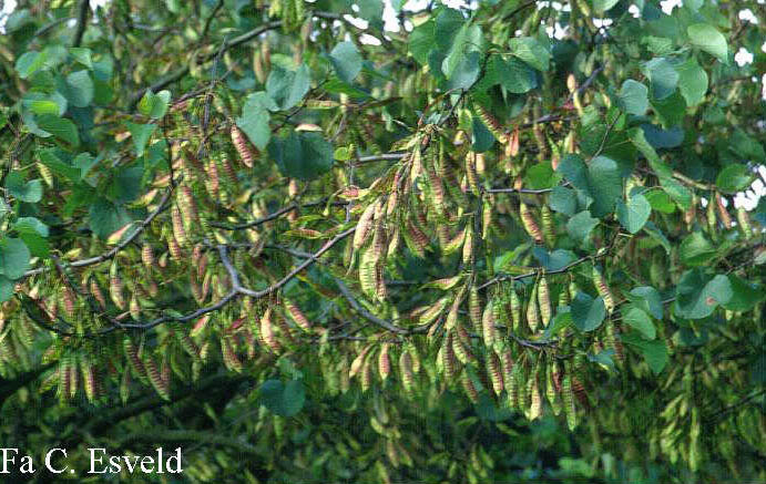 Cercis siliquastrum