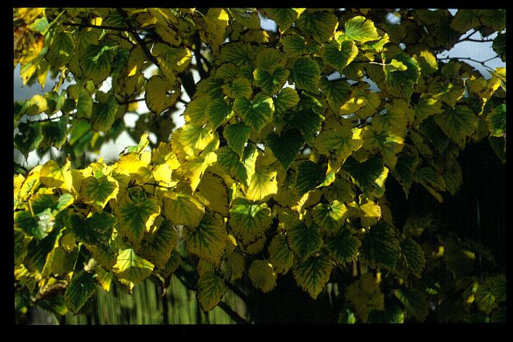 Tilia insularis