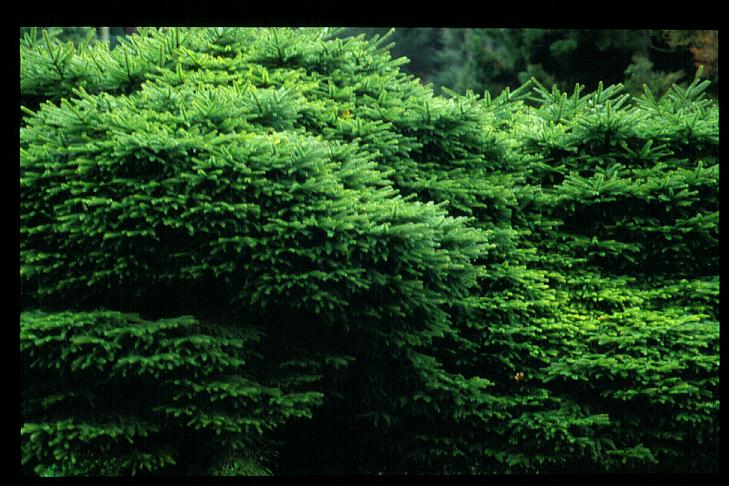 Picea abies 'Nidiformis'