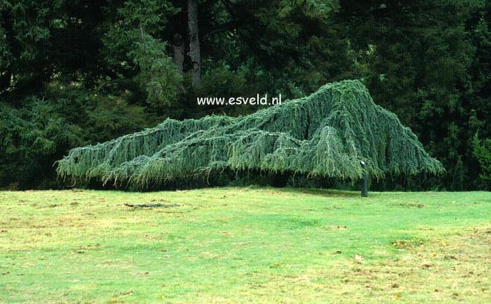 Cedrus libani 'Glauca Pendula'