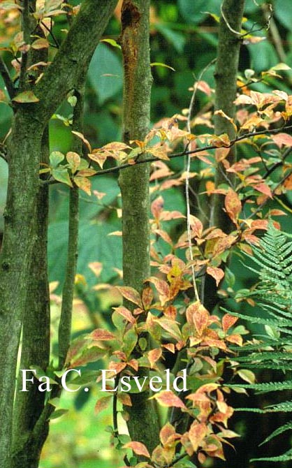 Photinia parvifolia