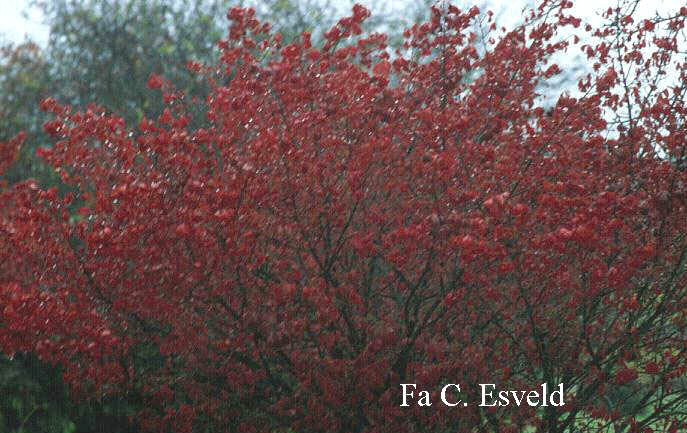 Euonymus alatus 'Compactus'