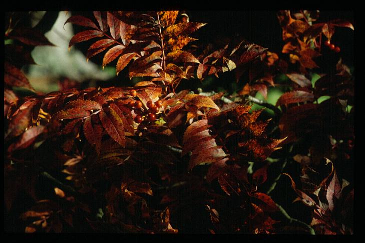 Sorbus commixta