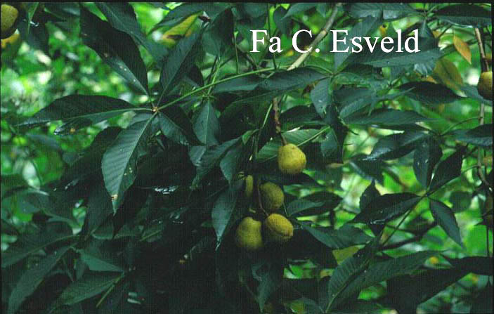 Aesculus flava