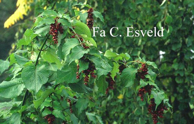 Leycesteria formosa